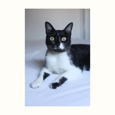 Clear reference photograph of Domino the tuxedo cat