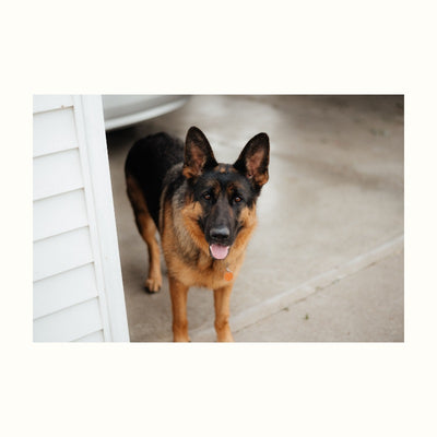 Reference photograph of Atlas the German Shepherd