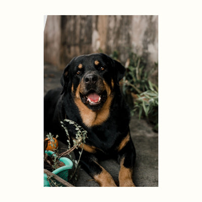 Reference photograph of Bruno the Rottweiler outdoors