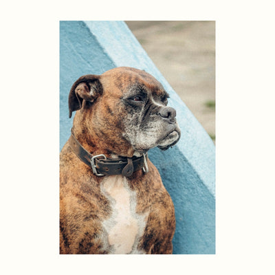 Side view reference photograph of Oscar the Boxer