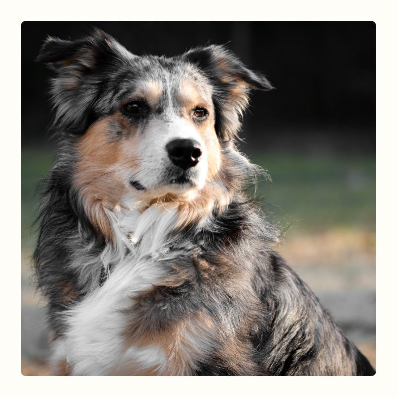 Original photo of Skye